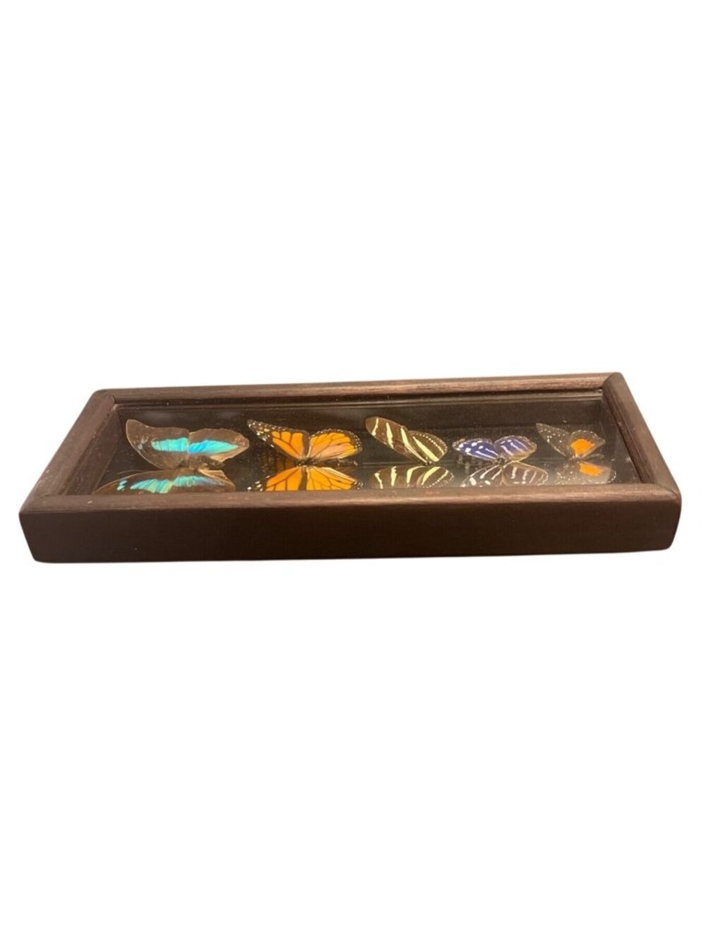 Vtg Taxidermy Butterfly Display 5 Specimens Including Large Morpho10.5" x 4.5" - Picture 3 of 5